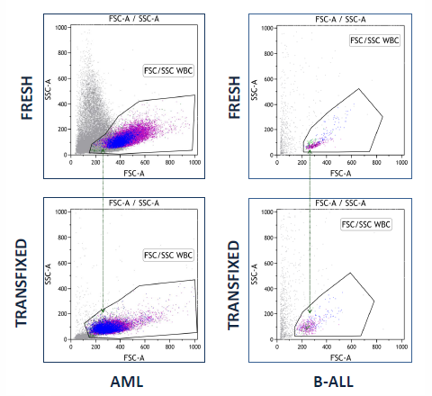 Transfix-induced light scatter changes do not impair cell identification