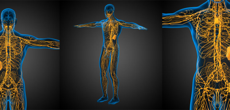 Lymph node stabilisation